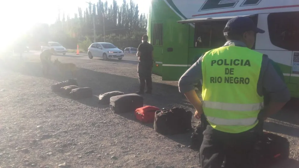 Secuestran marihuana en micro de larga distancia