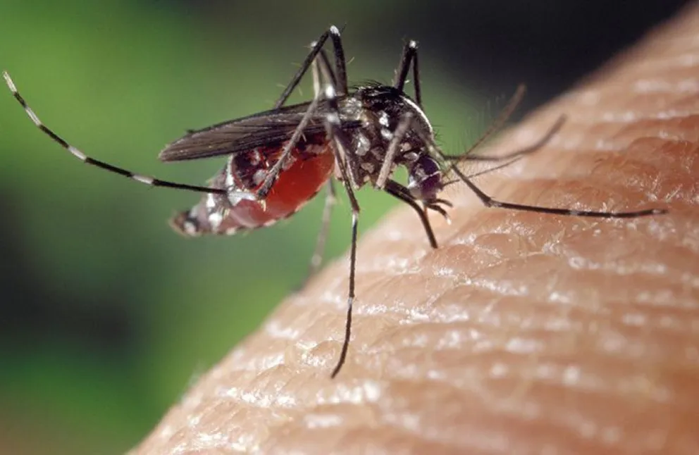 Logran generar mosquitos inmunes al virus del dengue