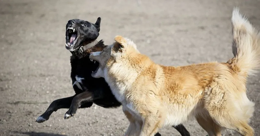 Un nene sufrió lesiones al ser atacado por un perro y perder el equilibrio en la bici