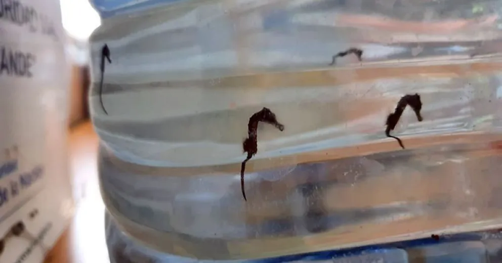 Liberaron 31 caballitos de mar en la costa de Río Negro