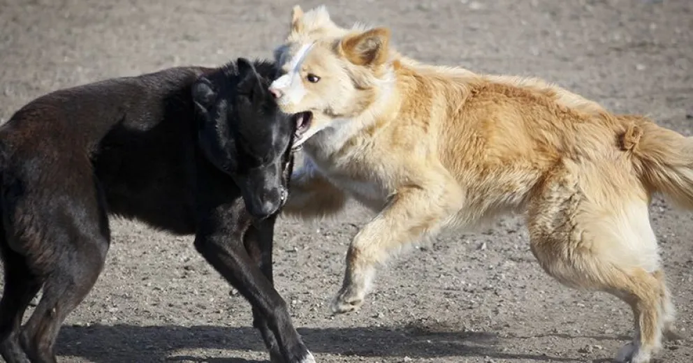 Un hombre denunció que fue mordido por dos perros de un vecino