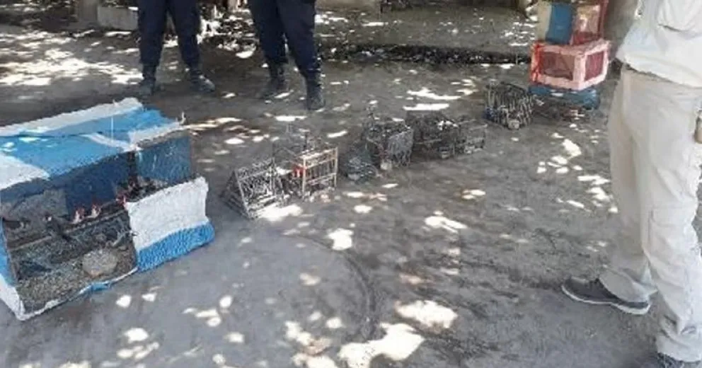 Tráfico de fauna silvestre: captura de cardenales y jilgueros en Roca
