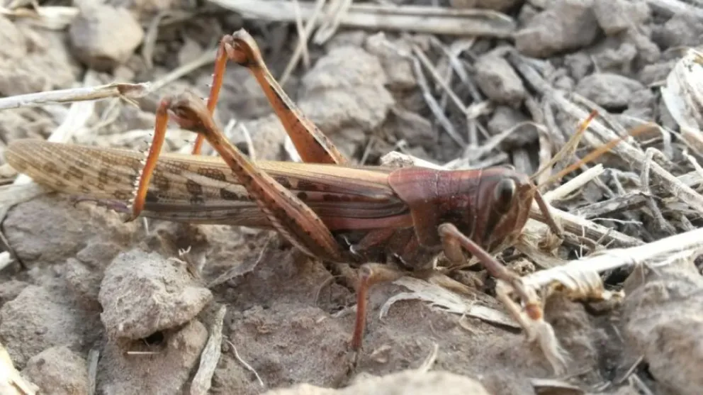 Una plaga pone en emergencia fitosanitaria a la Patagonia   