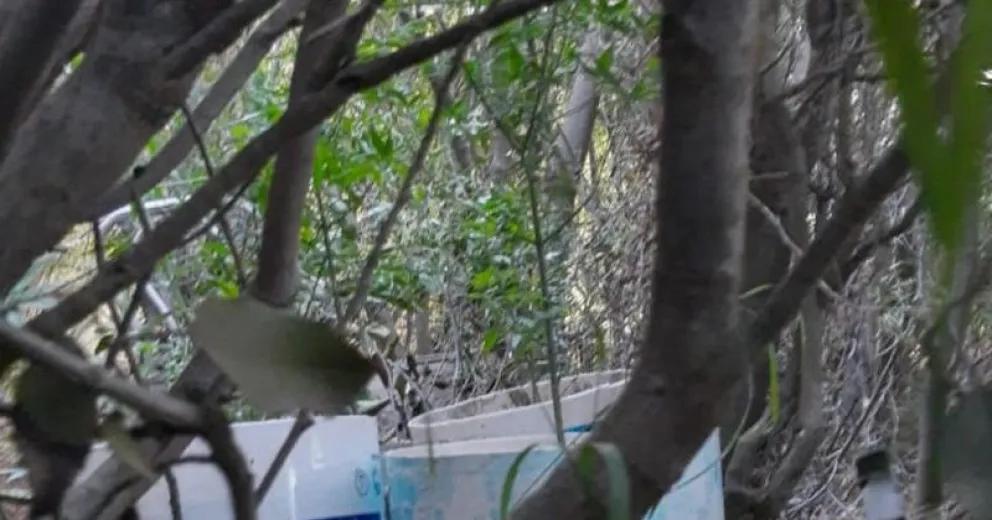 Okupas del barrio Cooperativa 258 hallaron plantación de marihuana