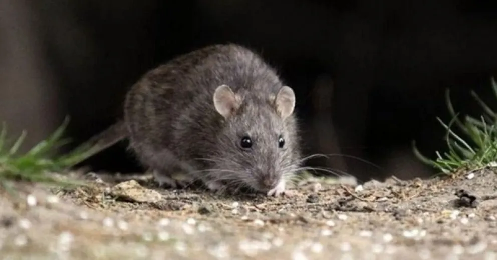 Por este caso de hantavirus hay 22 personas aisladas.