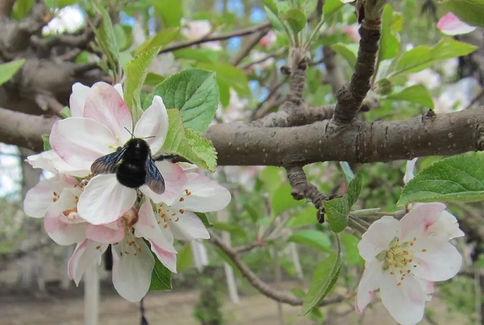 La pérdida de abejorros nativos  tiene un fuerte impacto económico  para el productor de manzano