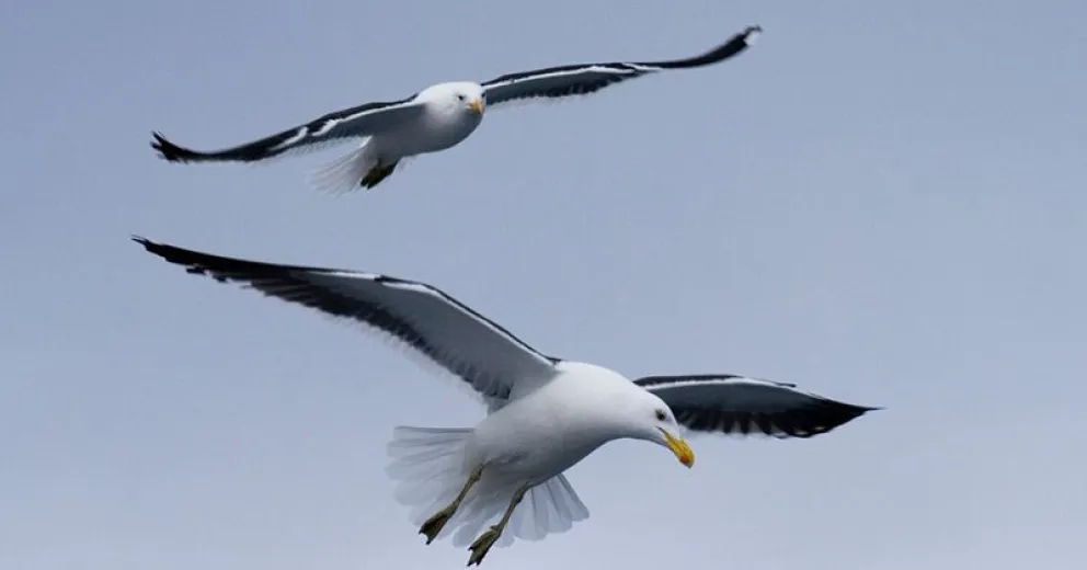 Detectaron botulismo en aves acuáticas