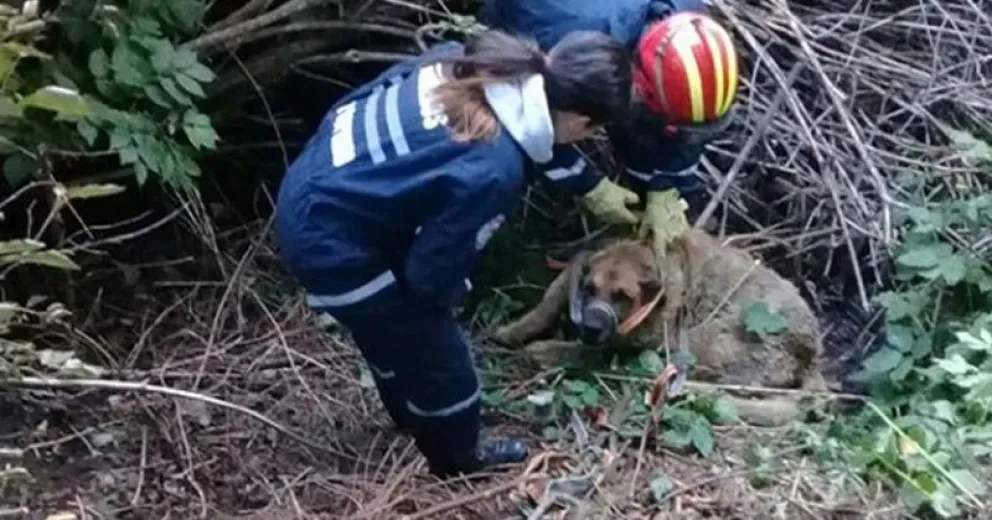 Bomberos rescataron a una perra de un zanjón