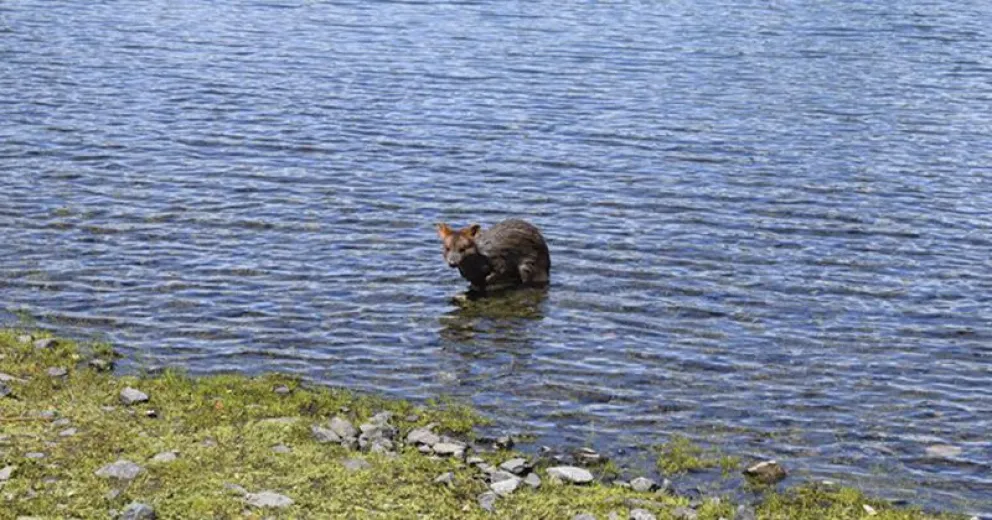 Una familia vio un pudú en el lago Lacar