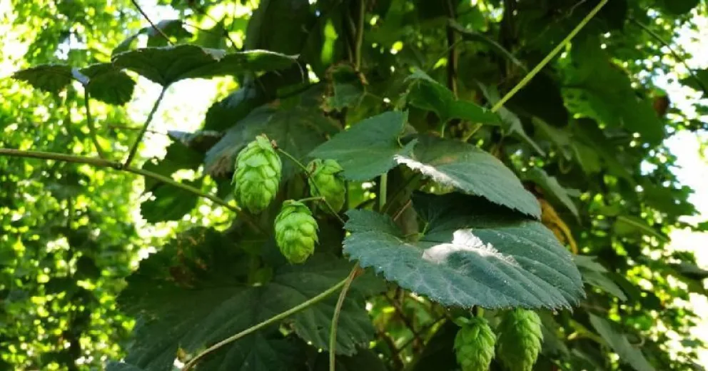 El 40% del lúpulo producido en El Bolsón se usa en cervezas artesanales