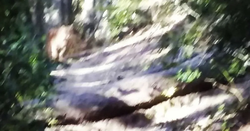 Atleta angosturense caminaba por un sendero y se encontró con un puma