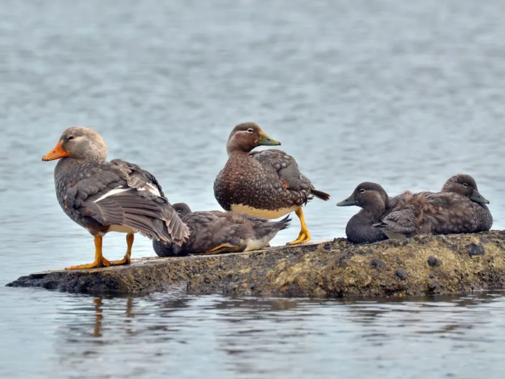 Más de 1300 aves fueron censadas  durante el verano en el Nahuel Huapi   