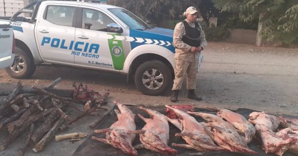 Ocultaban ovejas y un ternero debajo de una carga de leña y fueron sorprendidos
