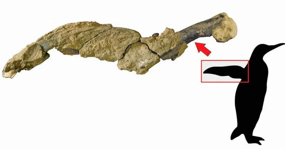Descubrieron restos de piel fosilizada de un pingüino gigante en la Antártida
