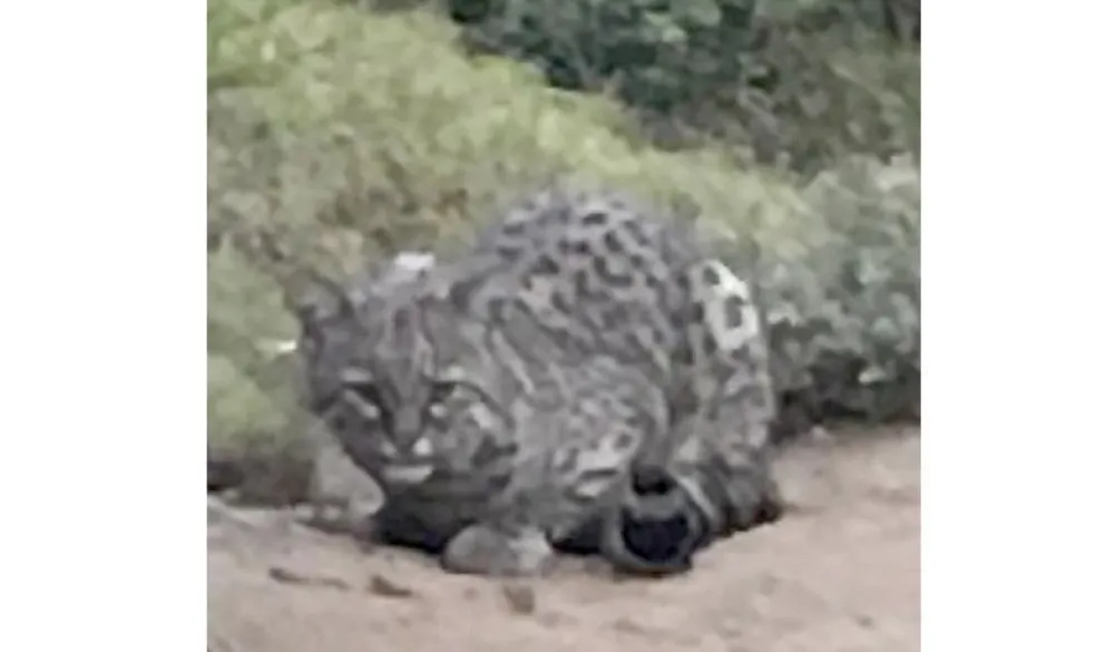 Un gato montés se pasea por Villa Los Coihues