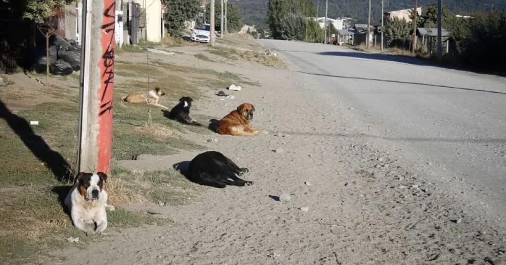 ¿Qué hacemos con las mascotas frente a la pandemia?