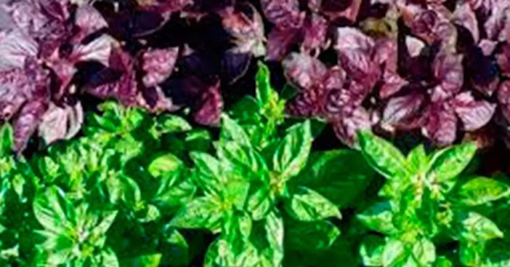 Convocan a escribir sobre “Las plantas que nos alimentan o curan”