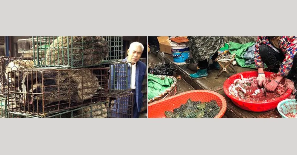 Del comercio de fauna silvestre surgió el nuevo coronavirus