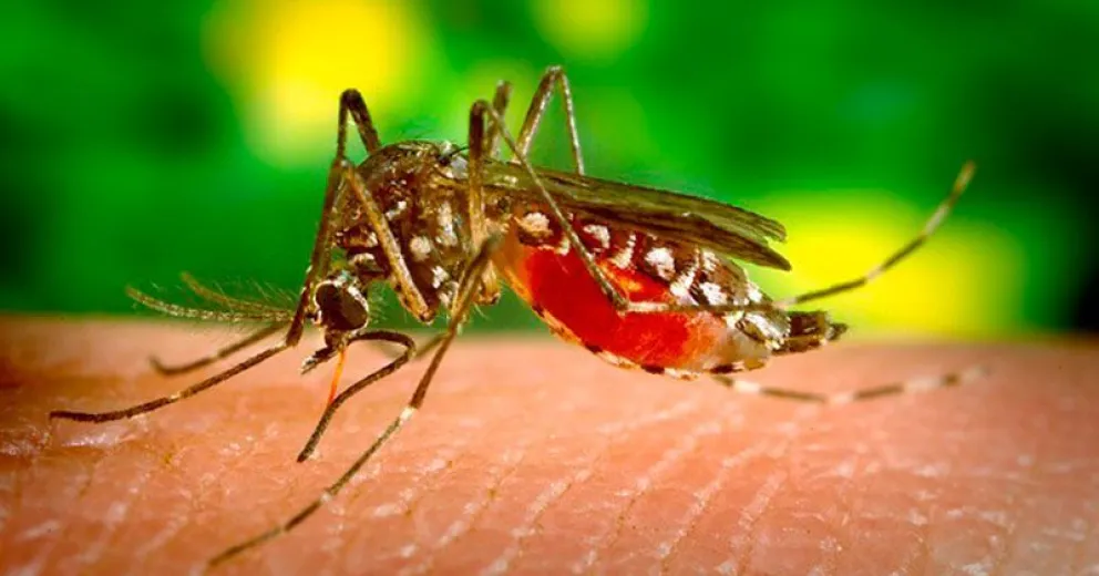 Dengue: instan a no descuidarlo como problemática de salud