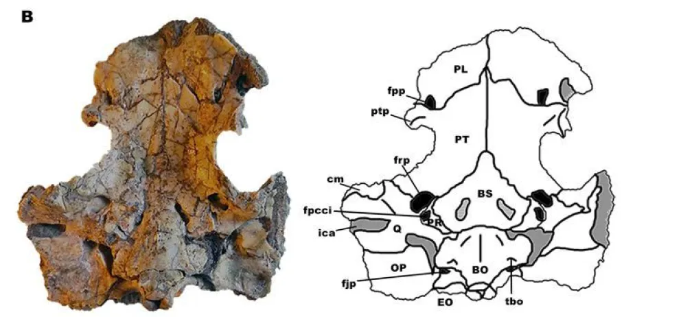 Descubren una nueva especie de  tortuga de agua dulce de 95 millones de años de antigüedad
