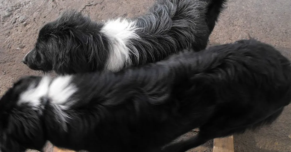 Perros envenenados causan temor en Parque Lago Moreno