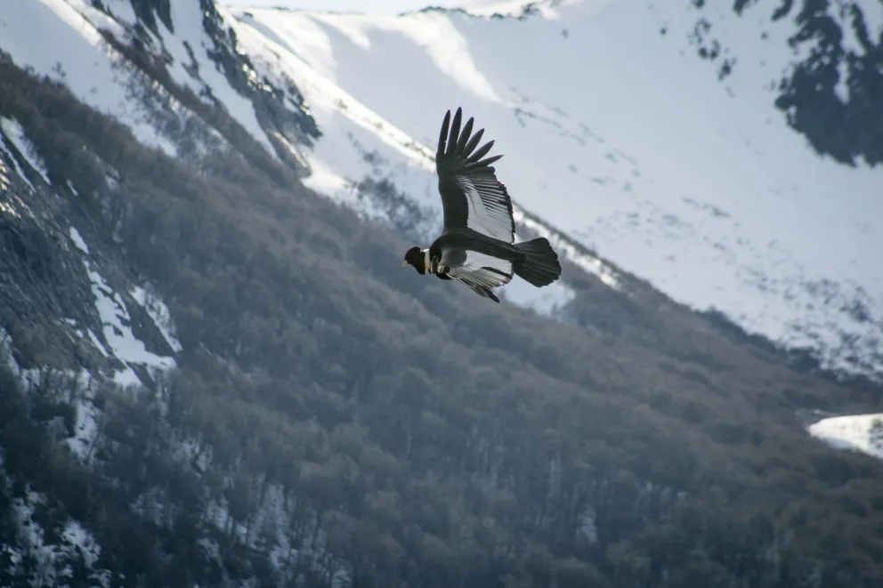 Continúa cerrado en Río Negro el Parque Nacional Nahuel Huapi