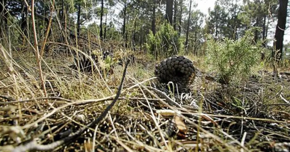 Los residuos forestales como una  alternativa para calefaccionar los hogares