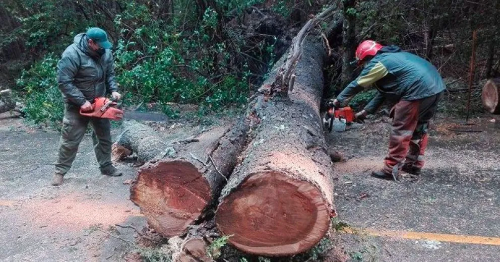 Un árbol cayó en la ruta de Circuito Chico y demandó varias horas de trabajo