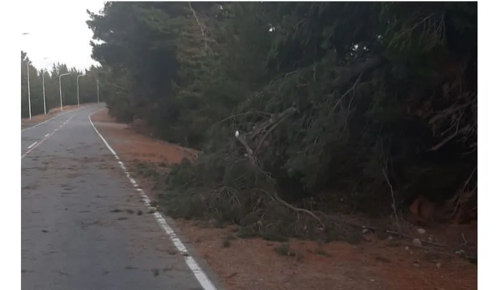 El Splif trabajó con árboles caídos producto de los fuertes vientos