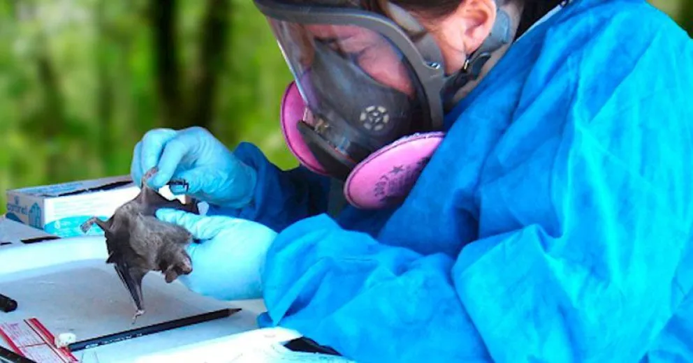 Cuál es el rol de los murciélagos en el surgimiento de nuevas enfermedades virales