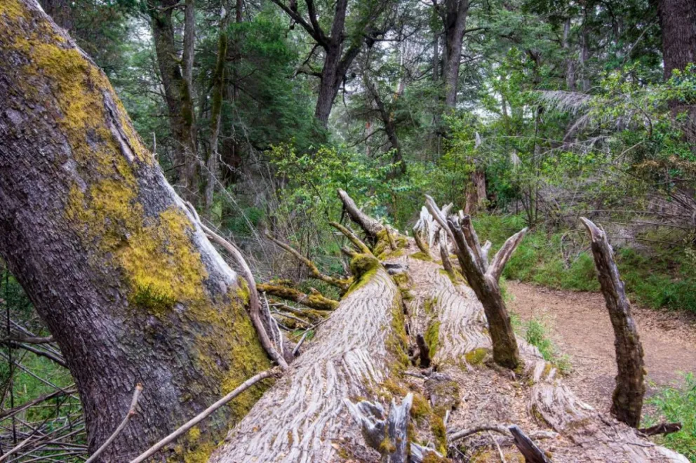 ¿Qué pasa en el medioambiente mientras cumplimos la cuarentena?