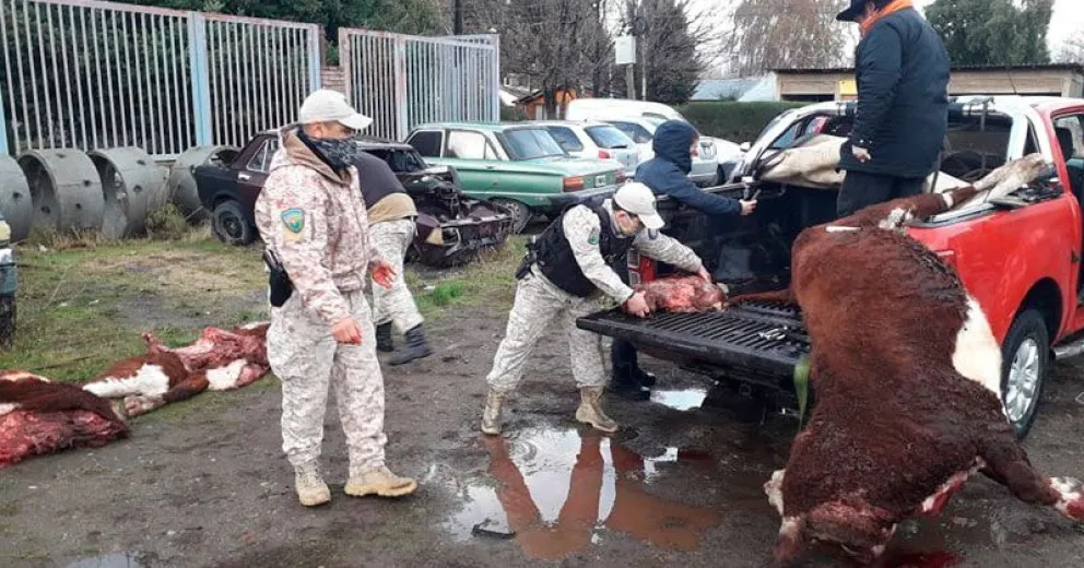 Abandonaron una camioneta con dos vacas robadas
