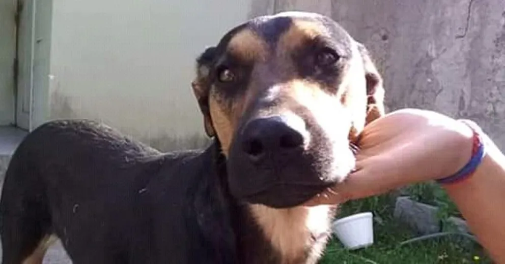 Preocupa el envenenamiento de perros en el 112 Viviendas, San Francisco I y Lera