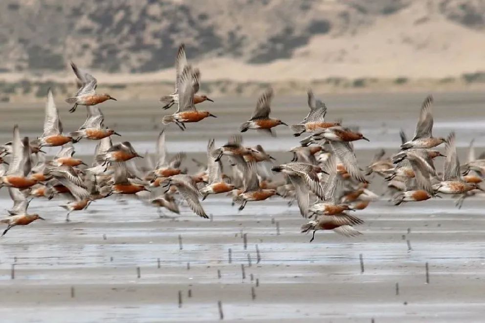 Charlas online en el marco del Mes Mundial del Ambiente