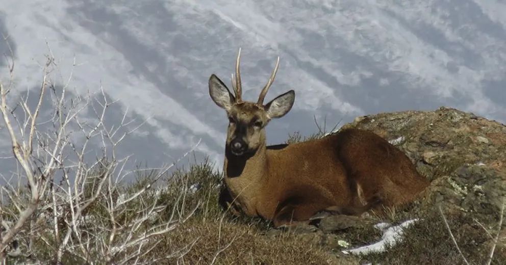 Avistaron un huemul en el Parque Nacional Los Alerces