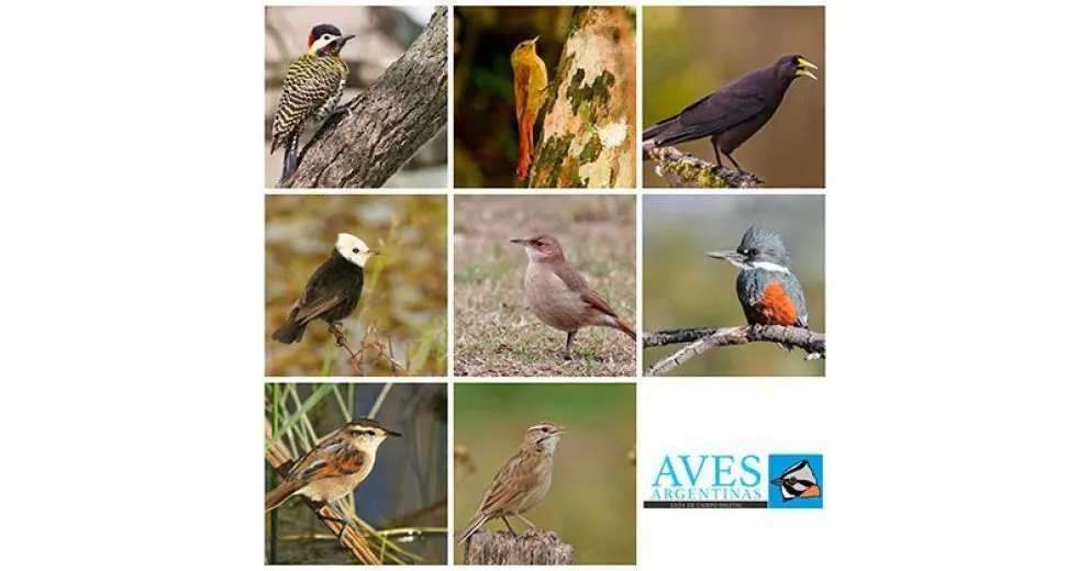 Desde Japón, Toyota apoya la conservación de la Patagonia argentina