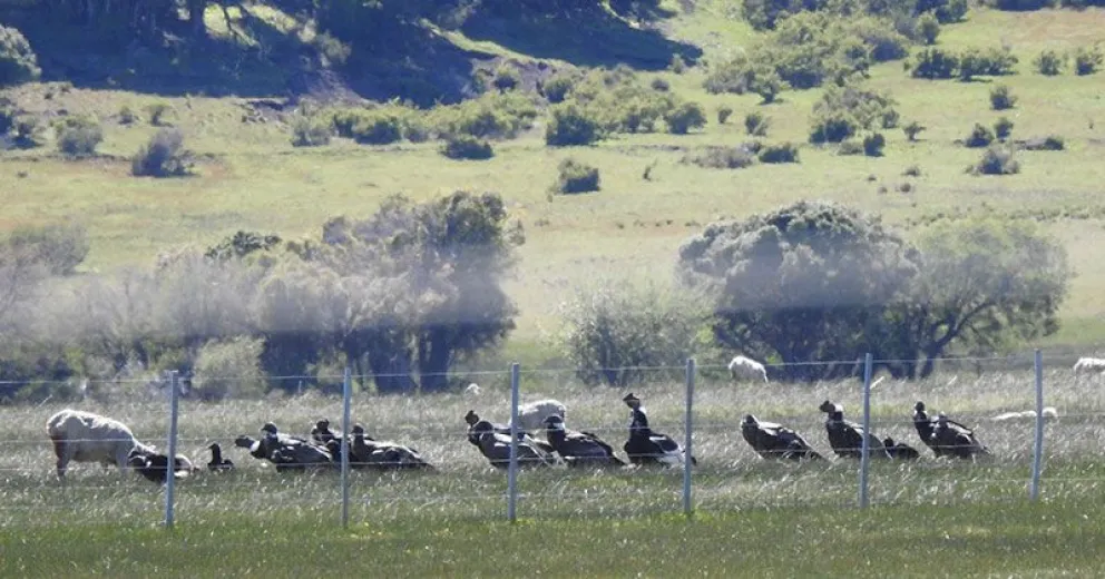 Científicos concluyen que las aves carroñeras no provocan daño relevante en la producción ovina