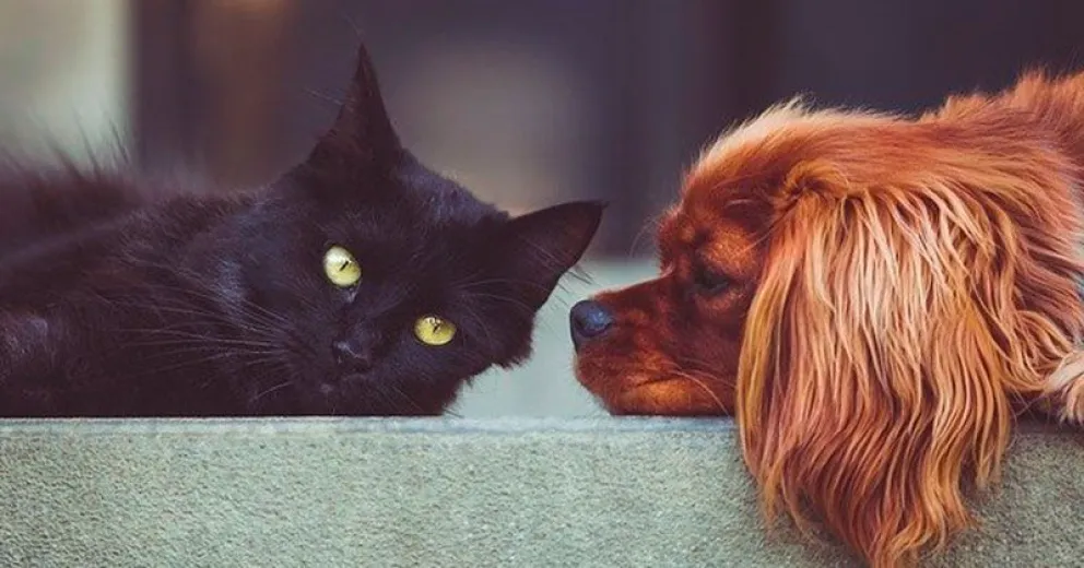 Buscan identificar el virus en perros y gatos de Buenos Aires