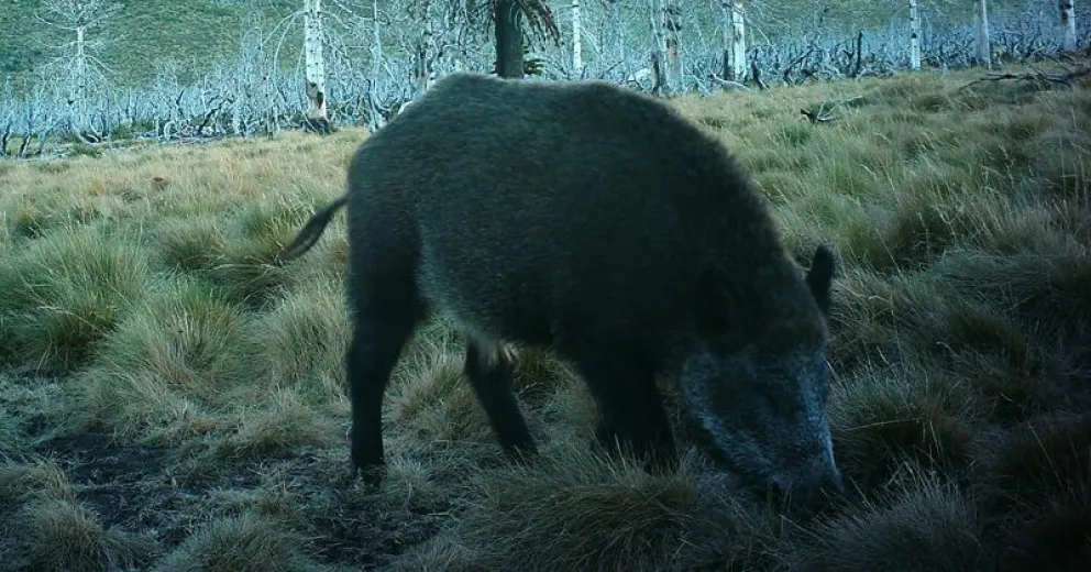 Alertan sobre el avance del Jabalí en los Parques Nacionales