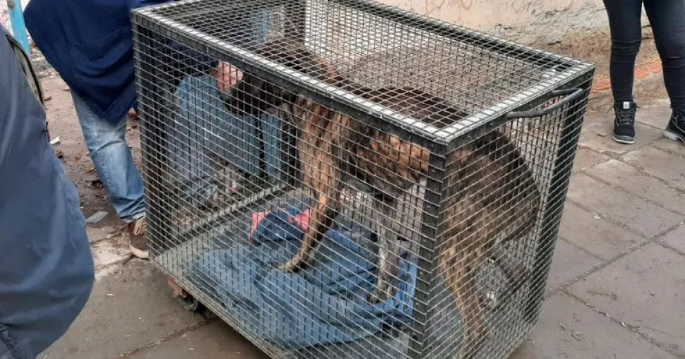 En Cipolletti rescataron a un perro que se encontraba en estado total de abandono