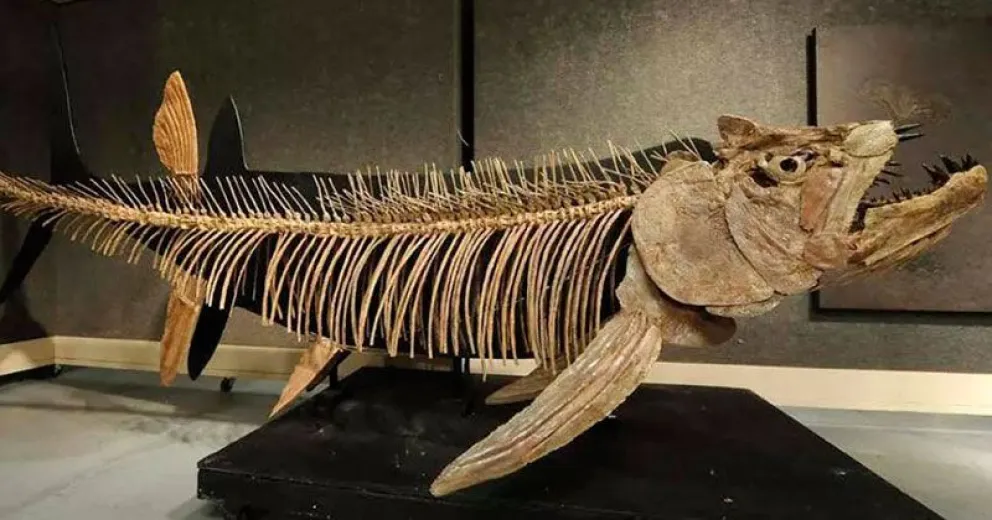 Hallaron el fósil de un pez gigante que vivió en la Patagonia hace 70 millones de años