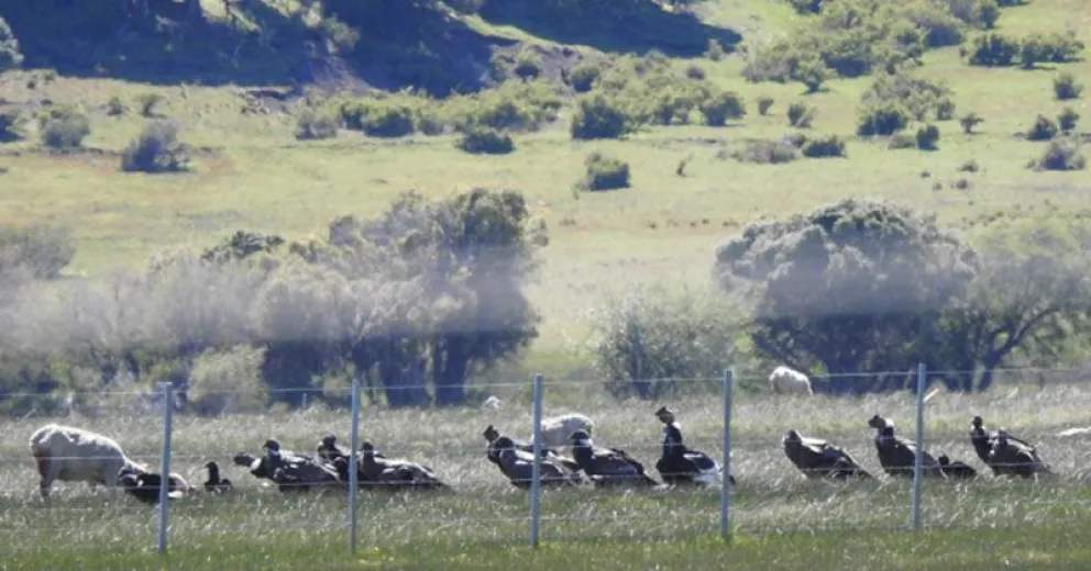 Derriban mitos sobre las aves carroñeras patagónicas