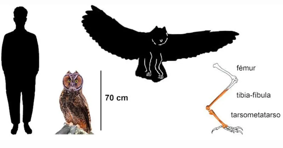 Descubren una lechuza gigante  “caníbal” de 40 mil años de antigüedad