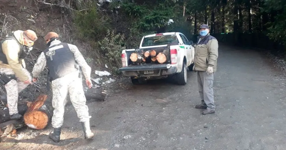 Talaban especies autóctonas en el camino al cerro Otto y dejaron a un barrio sin luz