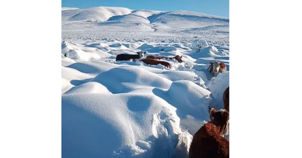 Vacas tapadas por la nieve en Ñorquinco