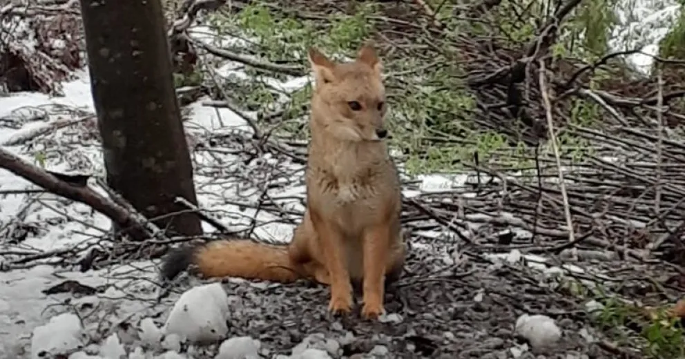 Recomendaciones para no intervenir en el hábitat de los zorros