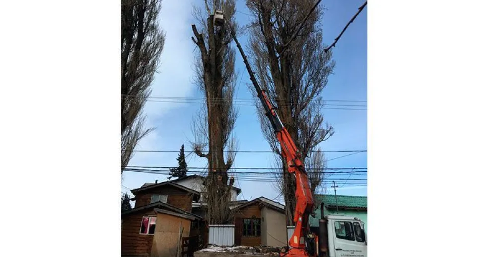 Podas preventivas y de riesgo en distintos sectores de la ciudad