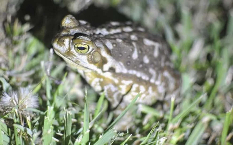 Afibios y mamíferos comparten mecanismos cerebrales para orientarse en el espacio
