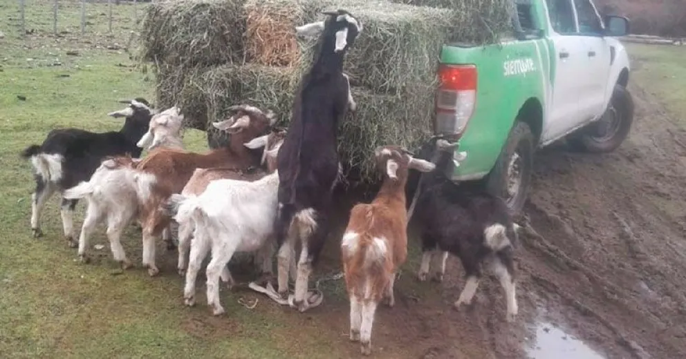 Asisten con forrajes a más de 500 productores ganaderos afectados por las nevadas