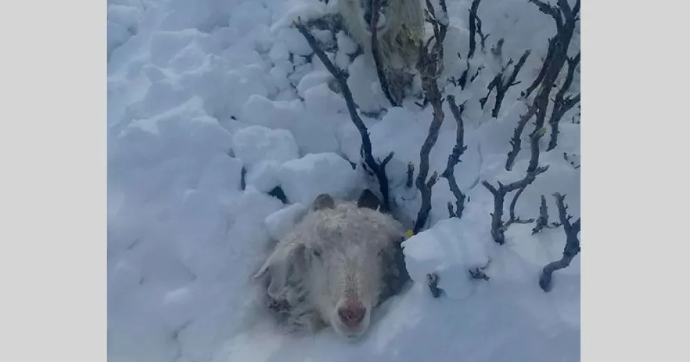 Joven de Ñorquinco comenzó con una campaña para ayudar a los pobladores rurales